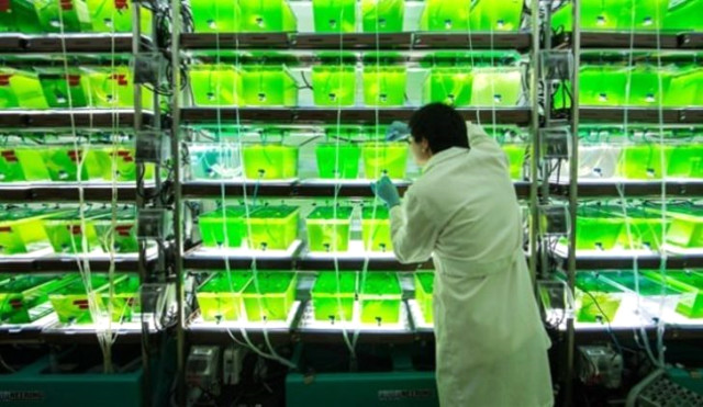 Türk Bilim Adamlarının Yosundan Ürettiği Biodizel, Benzine Bağımlılığı Bitirecek