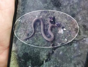 Çift başlı yılan Trabzon’da görüntülendi: Tutmaya çalışmayın