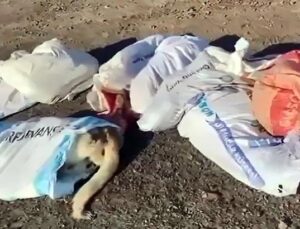Çuvallar içinde meyyit köpekler bulundu! Belediye başkanı: Sorumlular hesap verecek