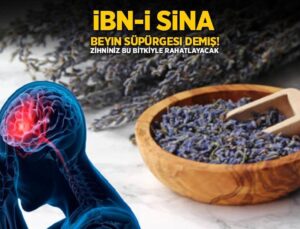 İbn-i Sina ‘beynin süpürgesi’ demiş! 1 tutamı hafızayı zehir üzere yapıyor, yorgunluk bırakmıyor