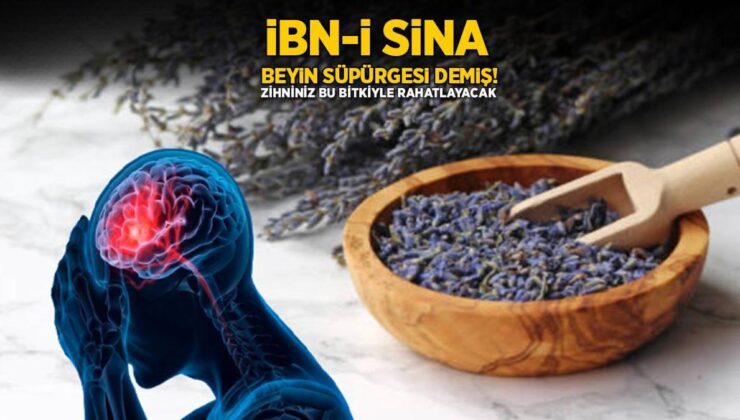 İbn-i Sina ‘beynin süpürgesi’ demiş! 1 tutamı hafızayı zehir üzere yapıyor, yorgunluk bırakmıyor