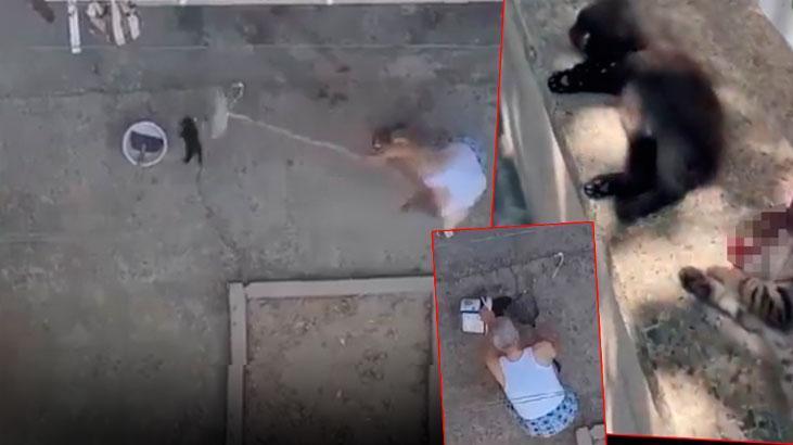 İnfial yaratan imgeyi bu türlü savundu! 3 yavru kediyi mutfağına girdiği için öldürmüş