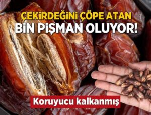 Karaciğer ve böbreğin kalkanı! Çekirdeğini blender’a atın, her zerresi şifaymış