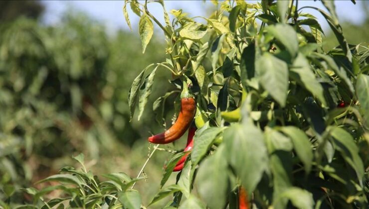 Maraş biberinin hasadı başladı