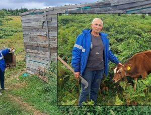 Ordu’da dehşete düşüren olay! Ahıra giren ayı, danayı götürdü