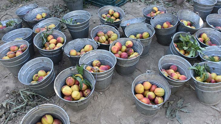 Rusya’nın tercihi Türk şeftalisi oldu