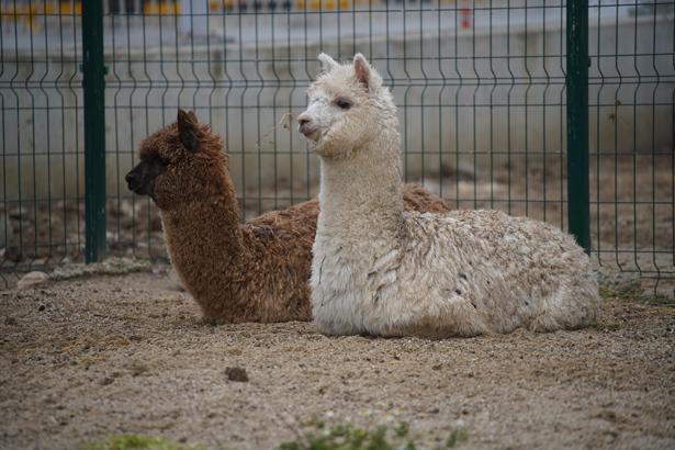 İpsala Hudut Kapısı’nda şaşırtan operasyon: Minibüsten alpaka ve çok sayıda hayvan çıktı
