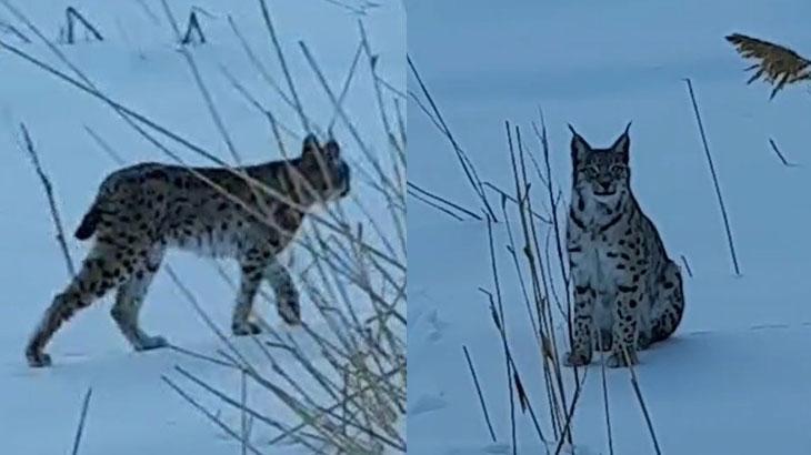 Müdafaa altındaki çeşitler ortasında olan vaşak Bayburt’ta görüldü