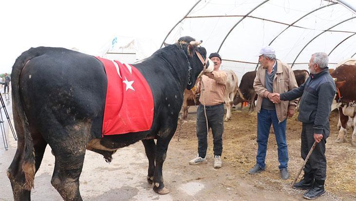 Kayseri’de 1 tonluk ‘Paşa’ dudak uçuklatan fiyata satıldı! “Denizi olmayan memlekete gemi getirdim!”