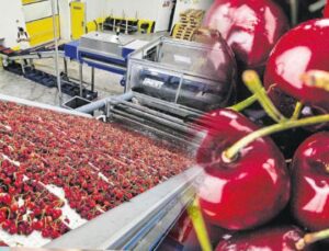 Türk kirazının Çin seyahati başlıyor