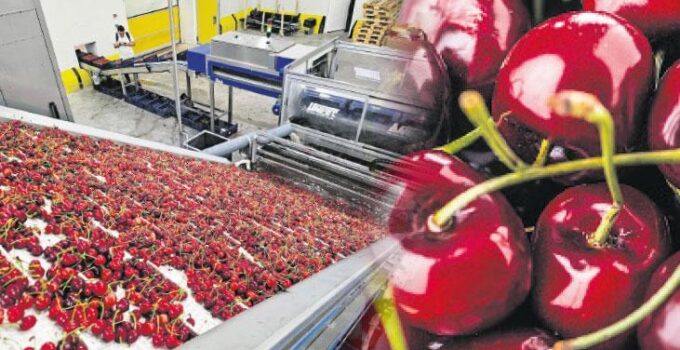 Türk kirazının Çin seyahati başlıyor