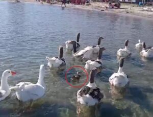 Kaideli tahliye edilmişlerdi! Erdek’in ünlü kazları bu sefer yürekleri ısıttı