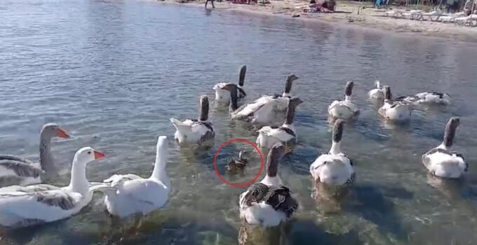 Kaideli tahliye edilmişlerdi! Erdek’in ünlü kazları bu sefer yürekleri ısıttı