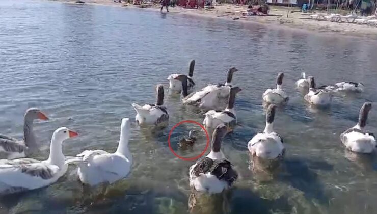 Kaideli tahliye edilmişlerdi! Erdek’in ünlü kazları bu sefer yürekleri ısıttı